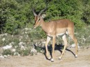 The ubiquitous Impala is definitely a big part of the food chain.  Based on the number of young we saw in the herd in Etosha and South Africa I
