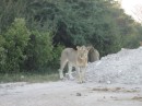 Another one of the young male lions who was part of the gravel pile gang.