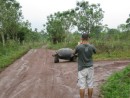 We took a taxi to a farm where the tortoises are allowed to roam free.  Many of them were clustered in a field near the tourst shop but here is a pic of Shawn photographing a wild one that crossed our path as we were leaving.