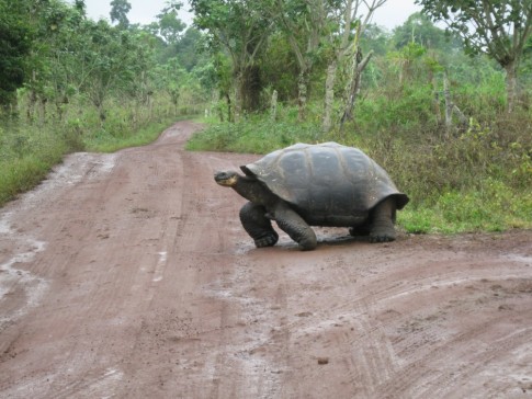 This is another shot of our "wild" tortoise crossing the road in front of our cab.