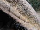 This shows what the thatch that covers the frame looks like.  The guide said that these houses lasted about 10 years before the thatch decomposed too much for the house to be serviceable shelter. 