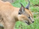 One of the interesting species we saw at the animal rehab facility was the Caracal (Caracal caracal).  Sometimes called the desert lynx it is now thought that this species is more closely related to cats in the genus Felix.  For both the Caracal and the African wildcat mitochondrial DNA evidence is settling the true evolutionary source of these animals. 