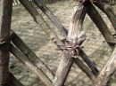 This closeup of one of the joints in the house structure shows how they use plant fiber to tie the bent tree branches together to achieve the rigid structure.
