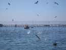 Avila Beach has huge flocks of birds that work the schooling fish near shore.  This photo is not one of the times when the skies were crowded but I liked it because it shows the Pelicans in various aspects of their fishing process.