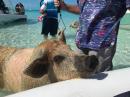 Swimming pigs at Big Majors Spot, Exumas