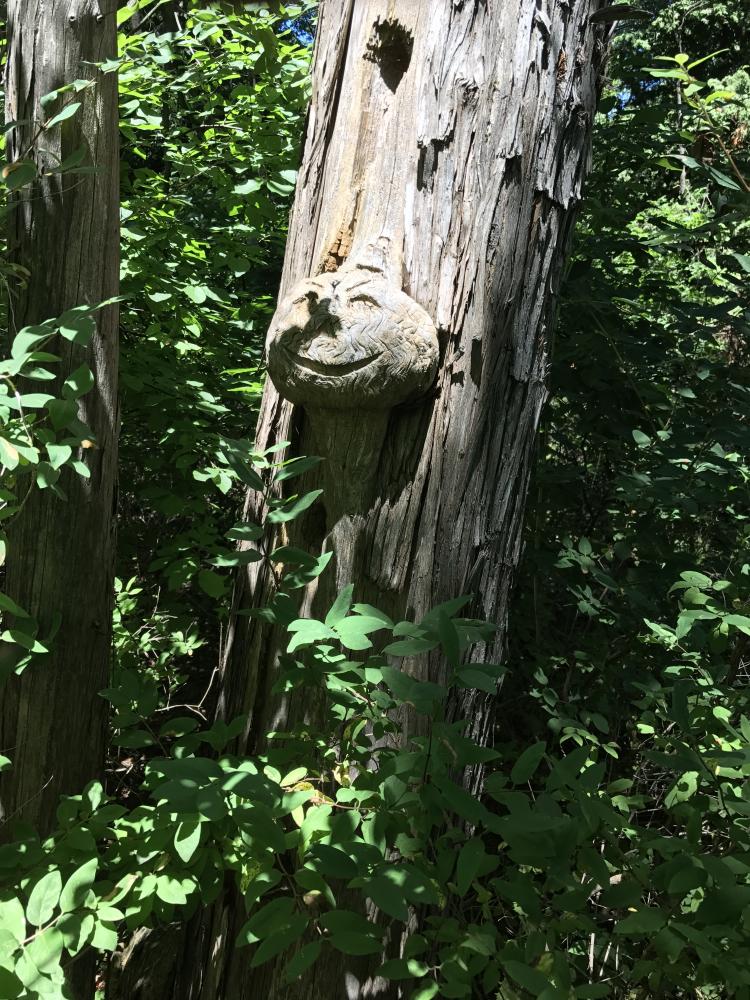 Funny tree carving: Horseshoe Island 