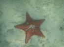 Starfish on bottom of ocean