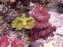 Pink coral with flower polyps