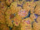 Orange cup/flower coral in the caves
