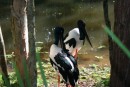Black Necked Stork (Jibaru).  Lovely Birds.
