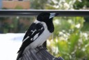 A butcherbird came onto our balcony as we were having breakfast in Rainbow Beach - he was pretty tame