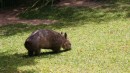 Wombat we saw in the Australia Zoo