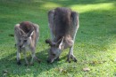 One has to share a picture of a Zangaroo with her baby (although probably a bit big to pop back into mum