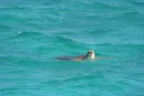 Turtle at Tabago Cays
