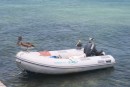 Birds at Gran Roques tried to take over our dingy