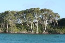 Mangroves at Aves filled with birds