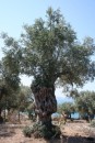 Old olive tree, these are everywhere