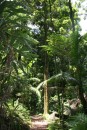 Rain forest walks in Queensland, one of my favourite places