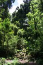 Subtropical Forest foliage