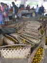 Woven Baskets: How to sell and transport produce in Vanuatu