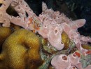 Xmas Tree worm on pink reef at night