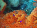 More fairy basslets on orange sponge coral.  