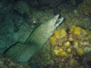 Spotted Moray Eel at night