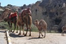 This camel was sooo cute