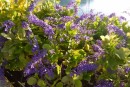 Barbados purple flowers