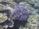 Purple coral: Coral 4