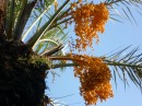 Palm tree flowering