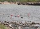 Flamingos - Bonaire is famous for them