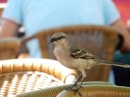 Loved the beak on this friendly bird