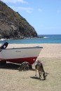 Goats sharing the beach in the Saintes 