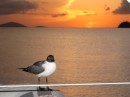 The seagulls here are very pretty, this one became a regular on our boat