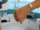 Visitor on board, very friendly prying mantis