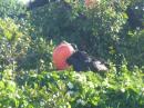 Frigate Bird: Male mating ritual, amazing 