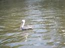 Florida waterbirds- Pelican