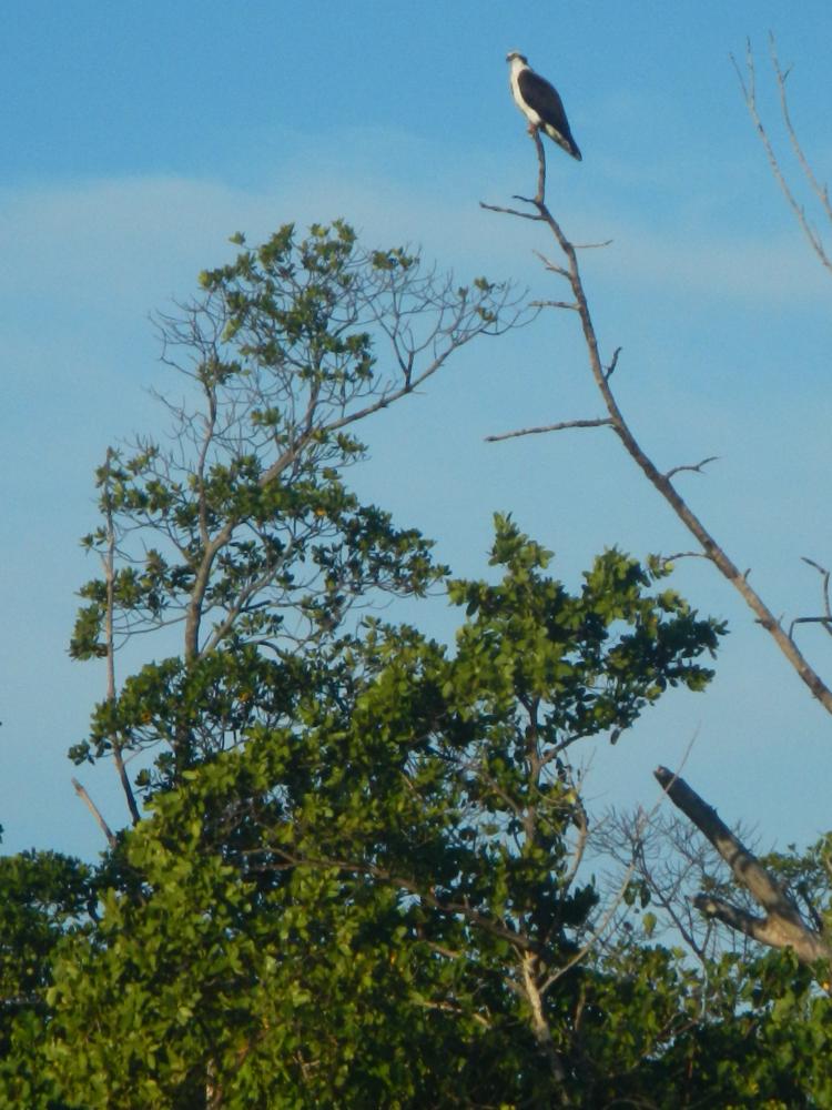 Florida bird - osprey