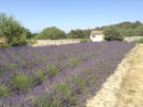 Lavender fields Provence. A st remy.