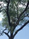Bush walk Koala