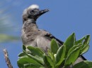 Young Red-footed Booby