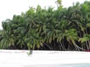 Coconut palms are thick and lush all over the islands.