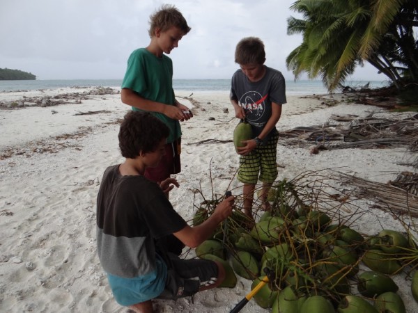 Ben, Moses (s/v Smoke) and Liam, collecting green coconuts for drinking.