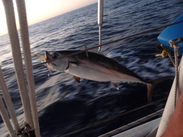 Catch # 9: Dog Tooth Tuna, 10-12 pounds.
This guy was the biggest fighter I