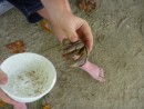 In their free time, Keiton, Skye and Liam went crab hunting.
They found this hermit crab.
It