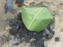He began layering the banana leaves over the pot.