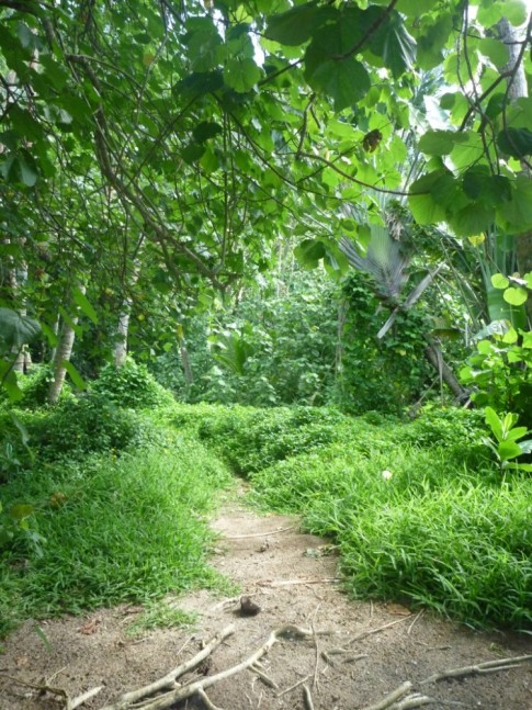 Off into the woods to collect firewood, banana leaves and coconuts.
