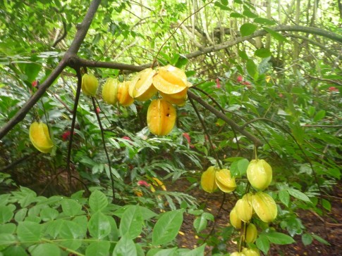 As we were foraging in the forest, we came along this starfruit tree.