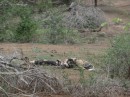 Wild dogs are a rare sight we were told by everyone whom we told we had seen them.
How fortunate we were!